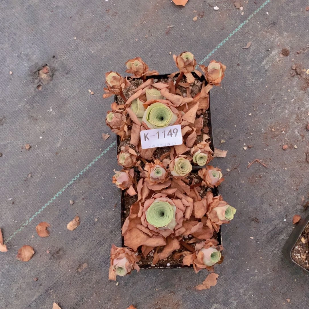 1149福利会掉侧芽g v