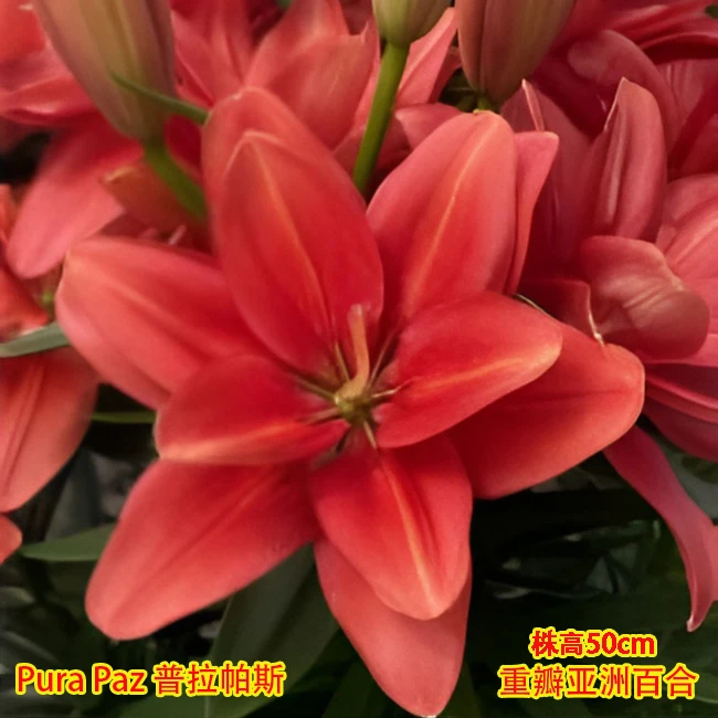 【普拉帕斯】重瓣亚洲百合种球（球茎周长14/16）（3个球）