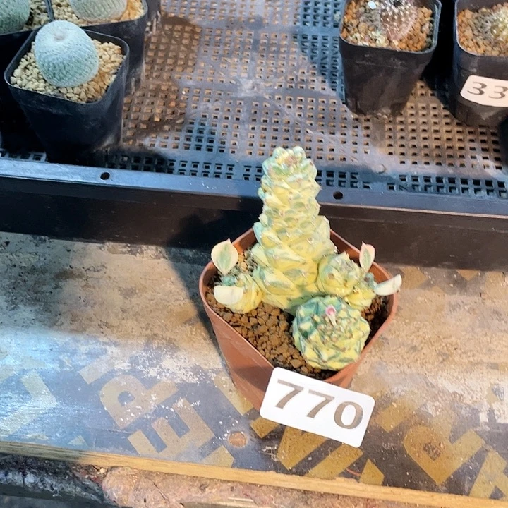 770将军阁白锦仙人球