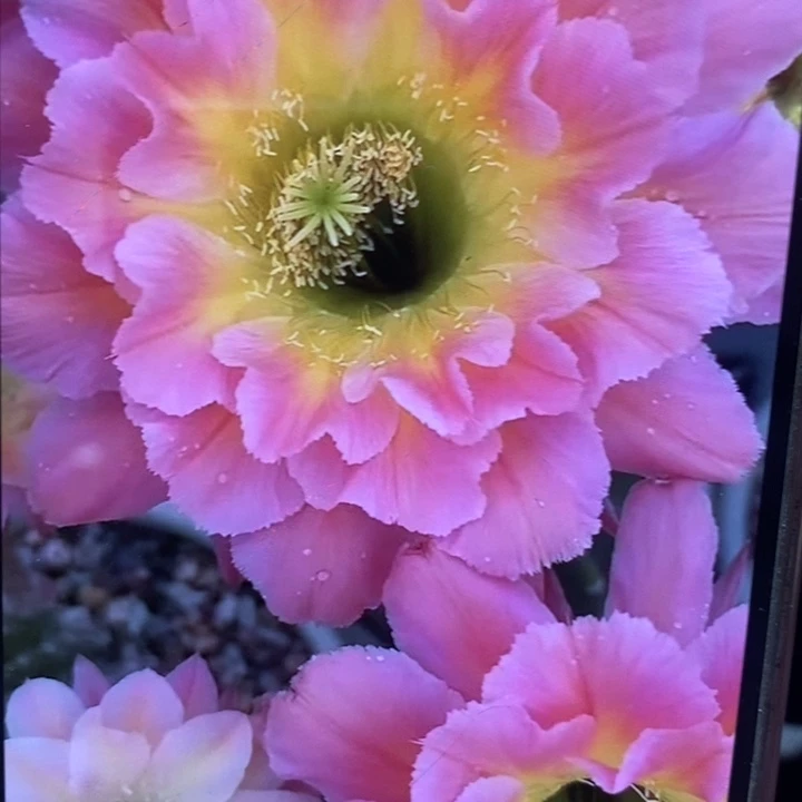 彩草星火带根5公分左右微瑕