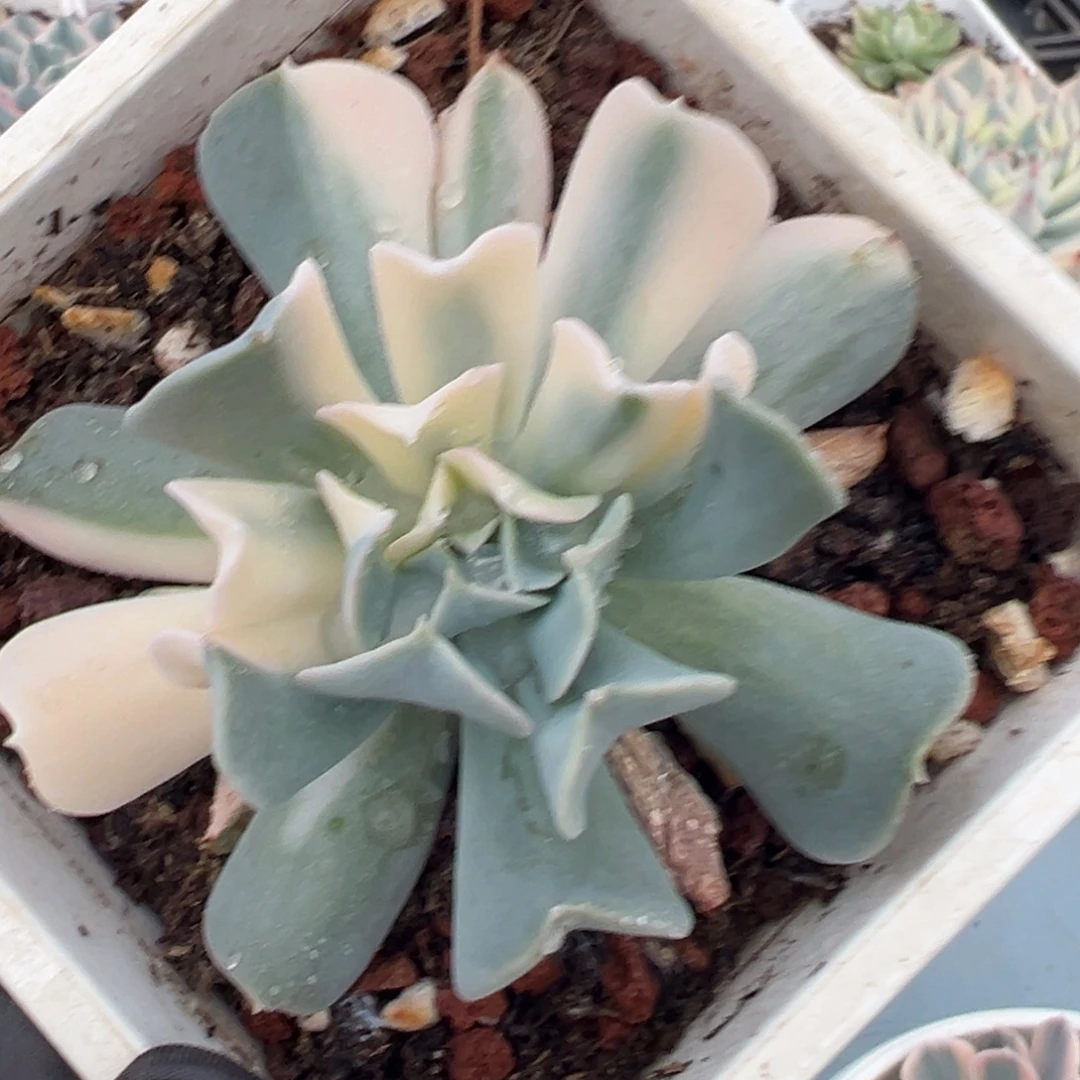 特玉莲锦，半覆轮锦