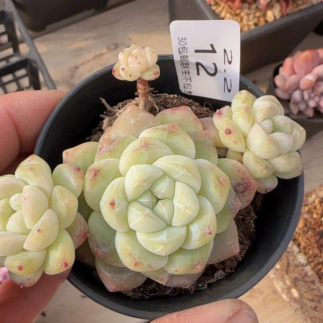 绿体刚毅四头老桩一颗