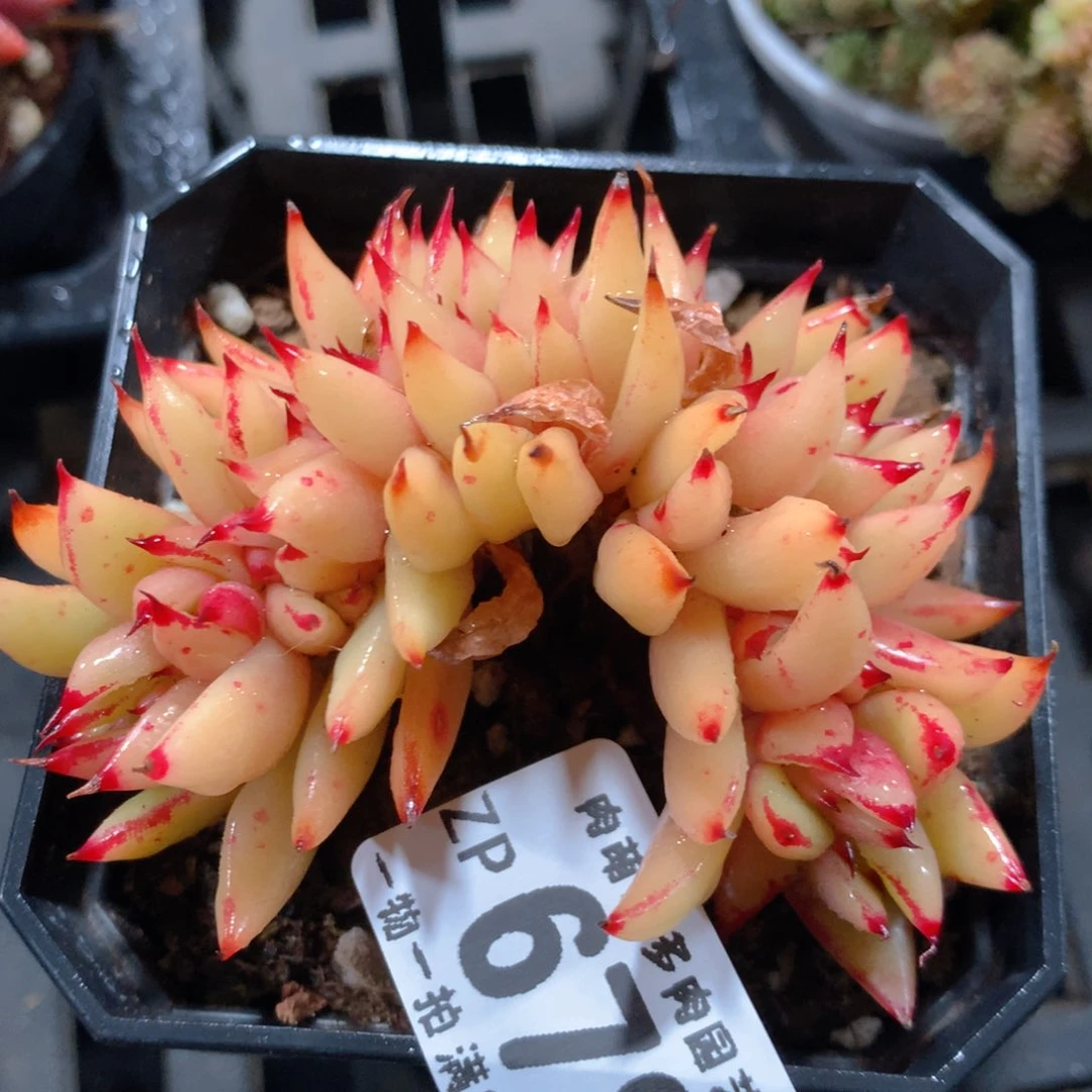 5CM拇指盆精控多肉ZP678