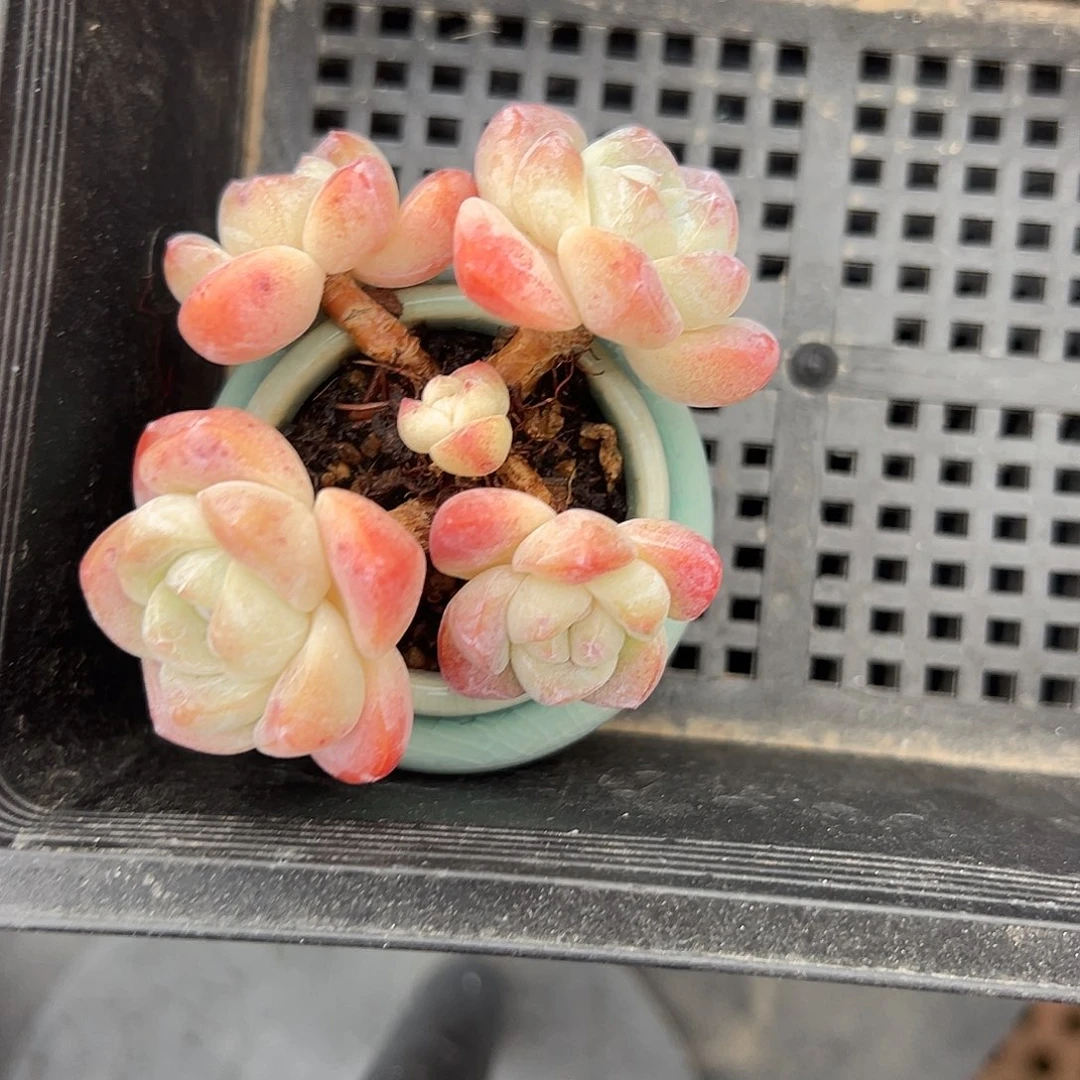 1861四头冰玉带盆发