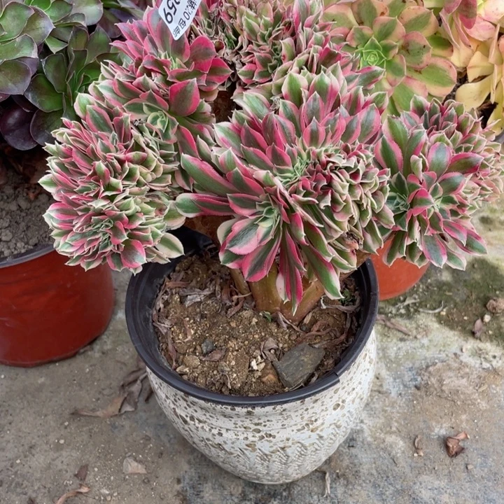 959母女缀11344575多肉