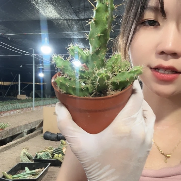 白花美花角（掉头掉崽不售后）清货