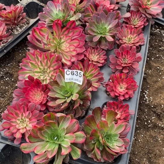 心*语635苗21棵多肉植物