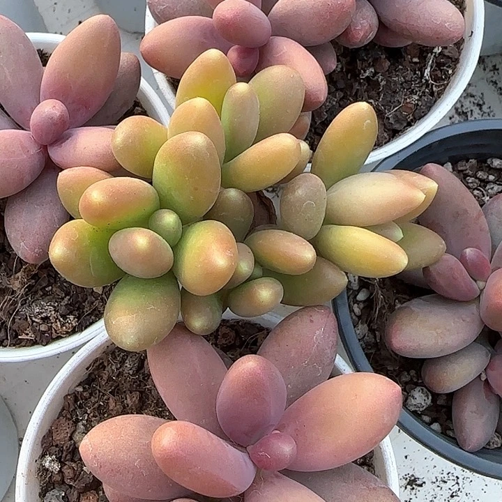 花**?青蛙王子儿童牙膏111