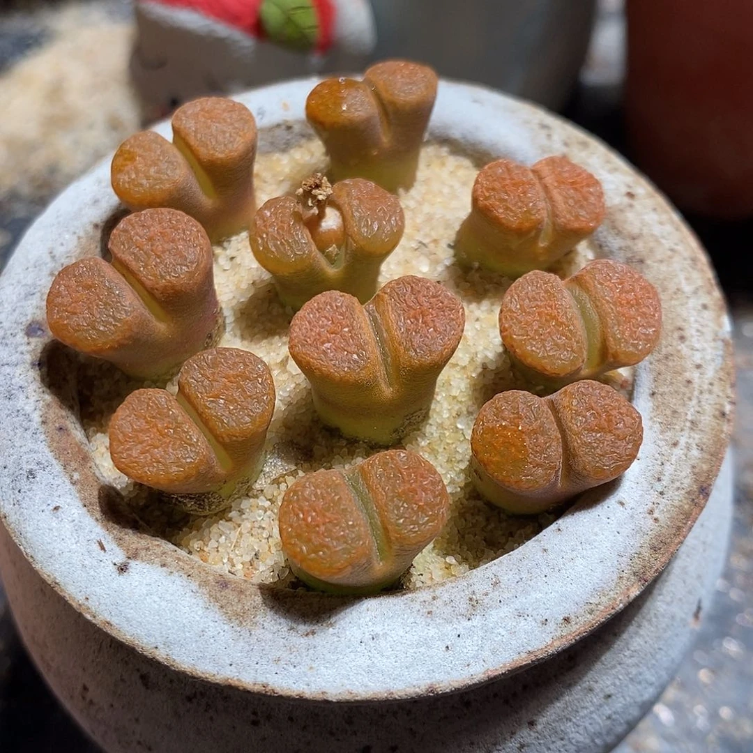 一颗超级蛋糕风铃。