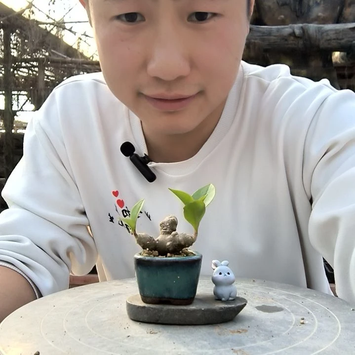 @****?小盆景小植物一物一拍269