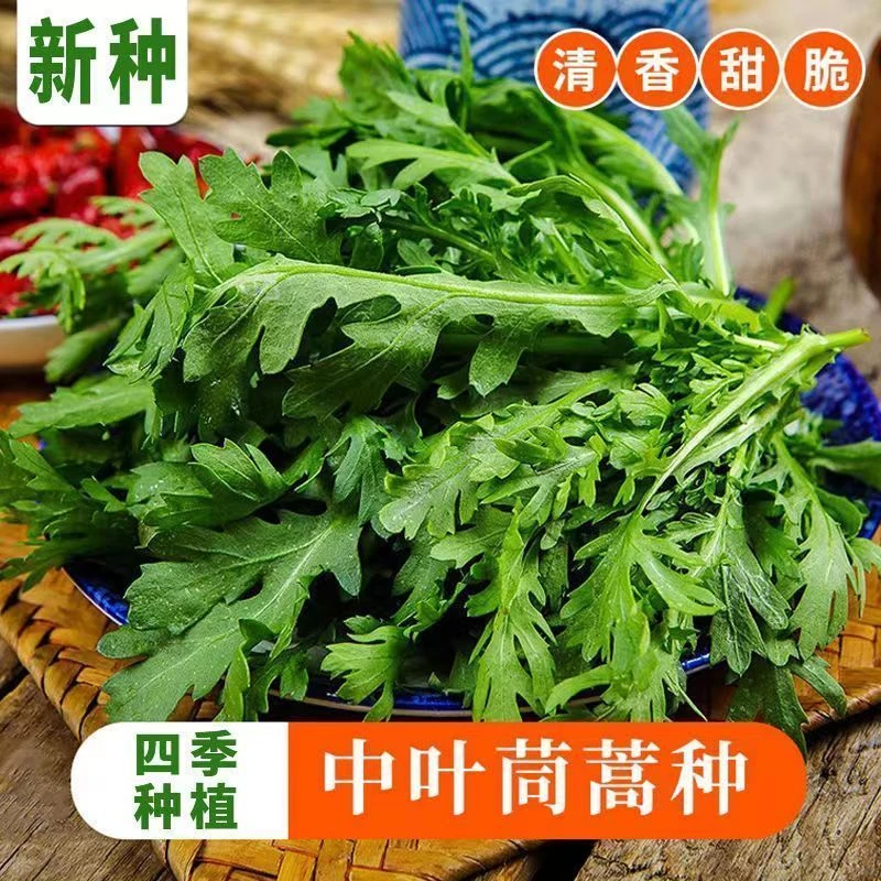 中叶茼蒿种子新鲜耐寒四季高产茼蒿种籽庭院阳台盆栽蔬菜种子大全