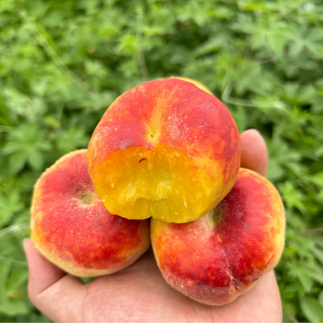 【彩虹蟠桃】顺丰包邮山西运城彩虹黄金毛蟠现摘露天种植脆软两吃