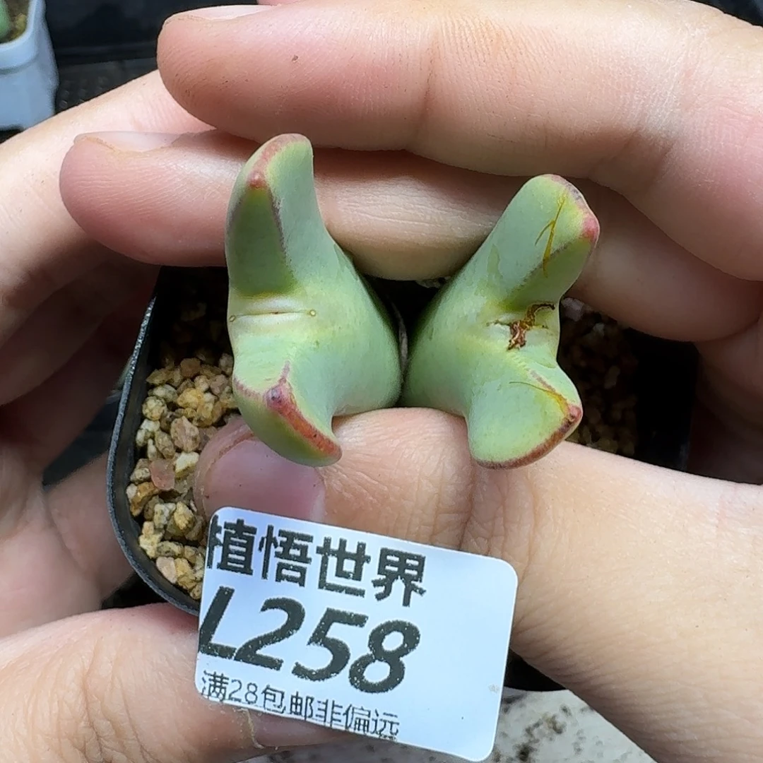 多肉植物的润泽fgb