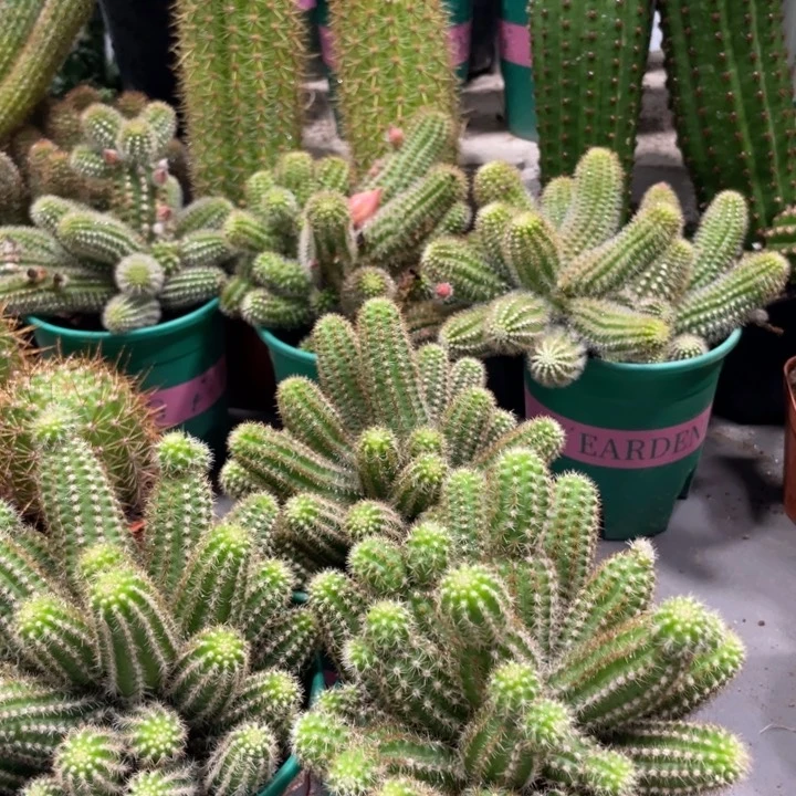 群生多头白檀特鲁迪一杯