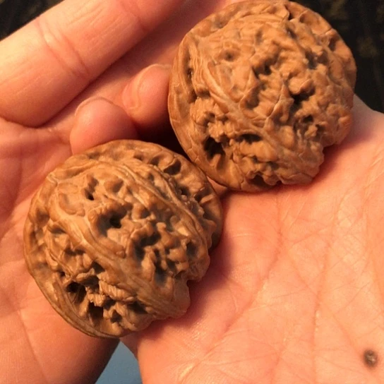 文玩核桃把件白狮子42mm