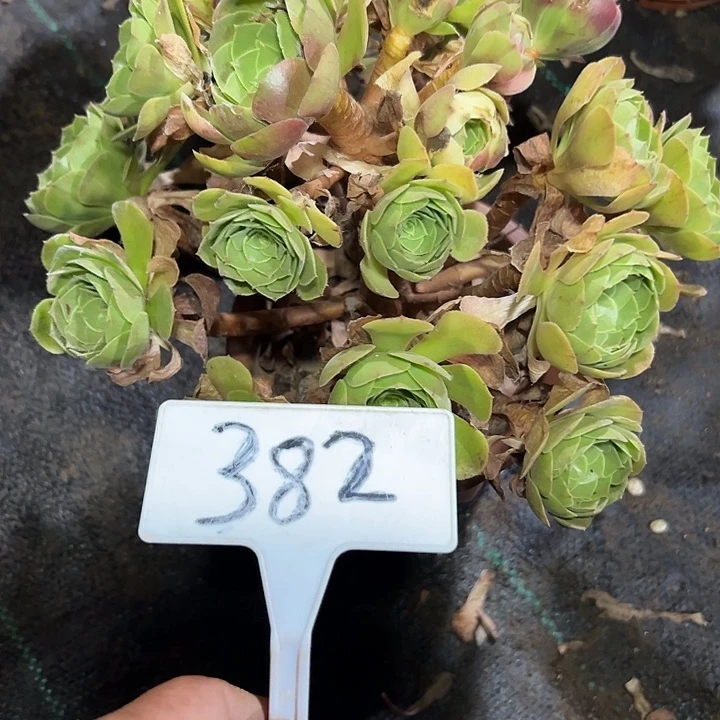 多肉植物万圣节法师