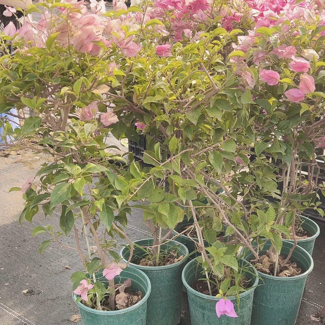 大部分花苞少量开放雪紫带竹一棵