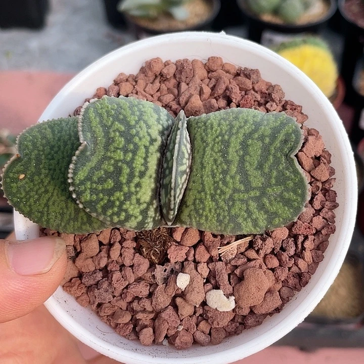 随***意669蜗牛植物植物，