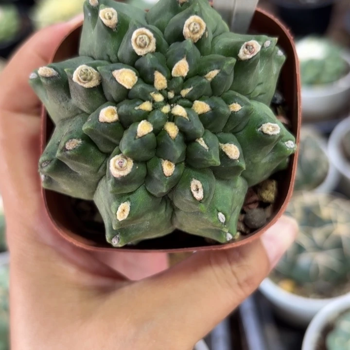 565绿宝石好养皮实