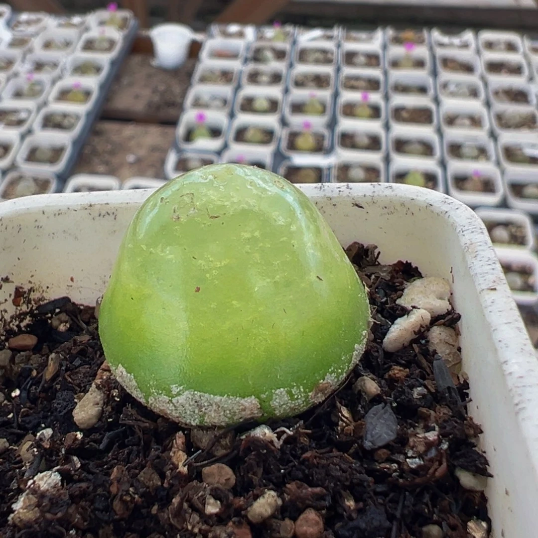 84多肉植物百科植物
