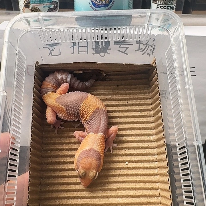 肥尾守宫玫瑰橘白搞起来！