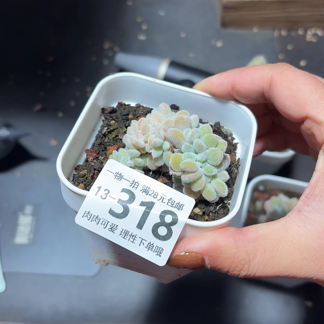 雪晃星缀无盆土发货