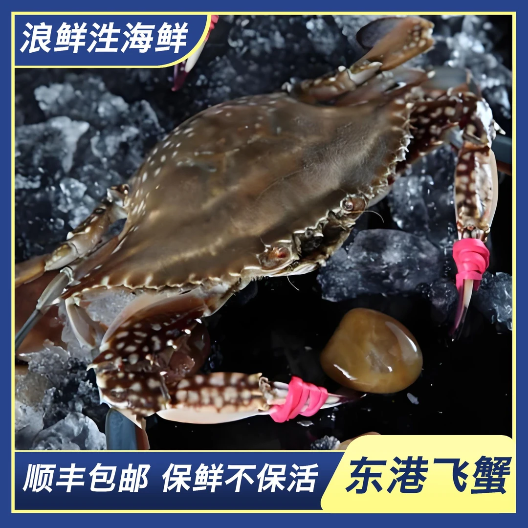 【保鲜不保活】东港公蟹一斤两到3只(3)