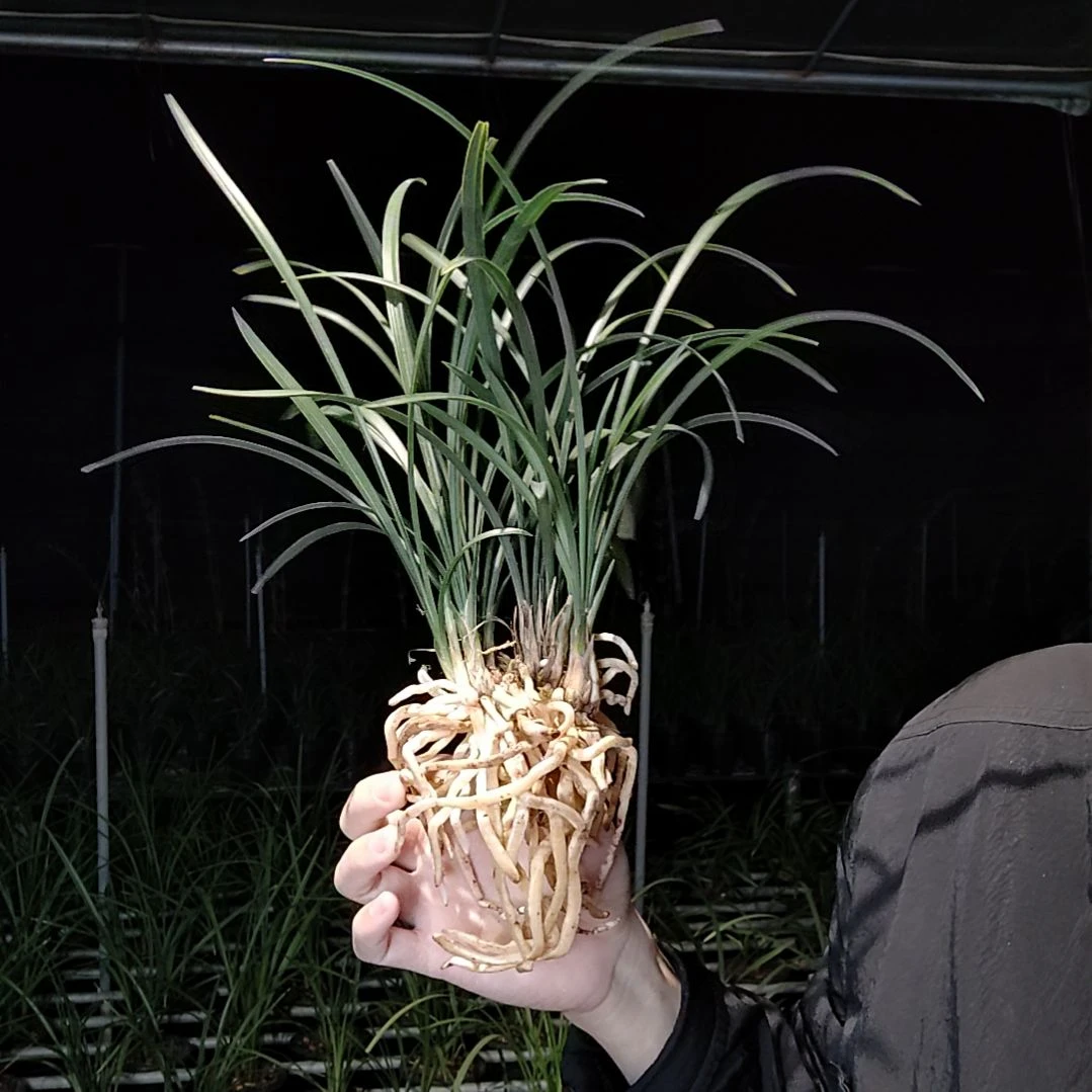 完全开放宋梅10苗带花苞