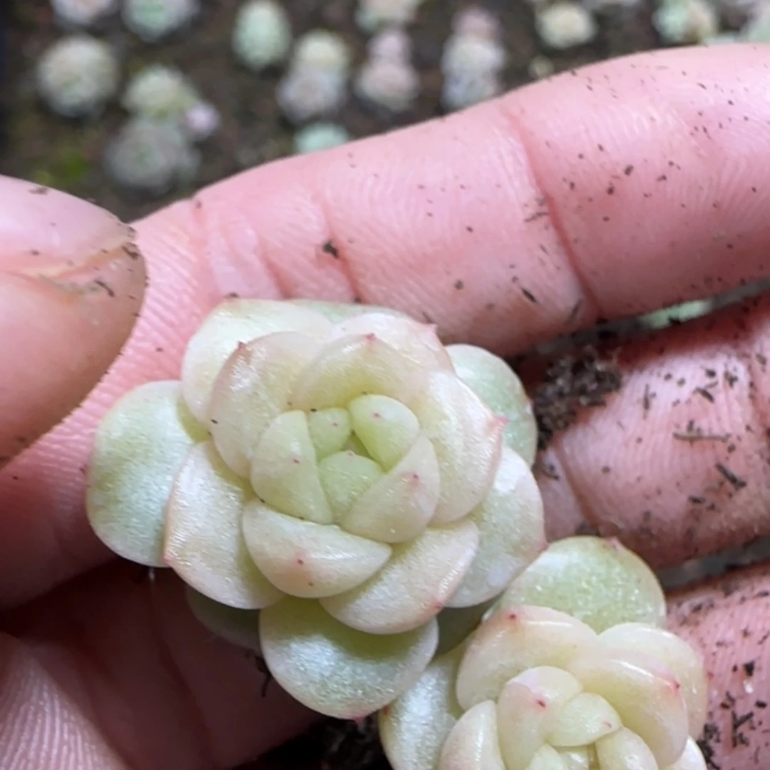 *****424号T145珍妮两颗