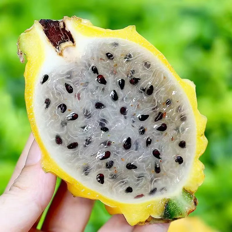 燕窝果海南新鲜果麒麟果当季热带水果清甜多汁礼盒装黄金火龙果实