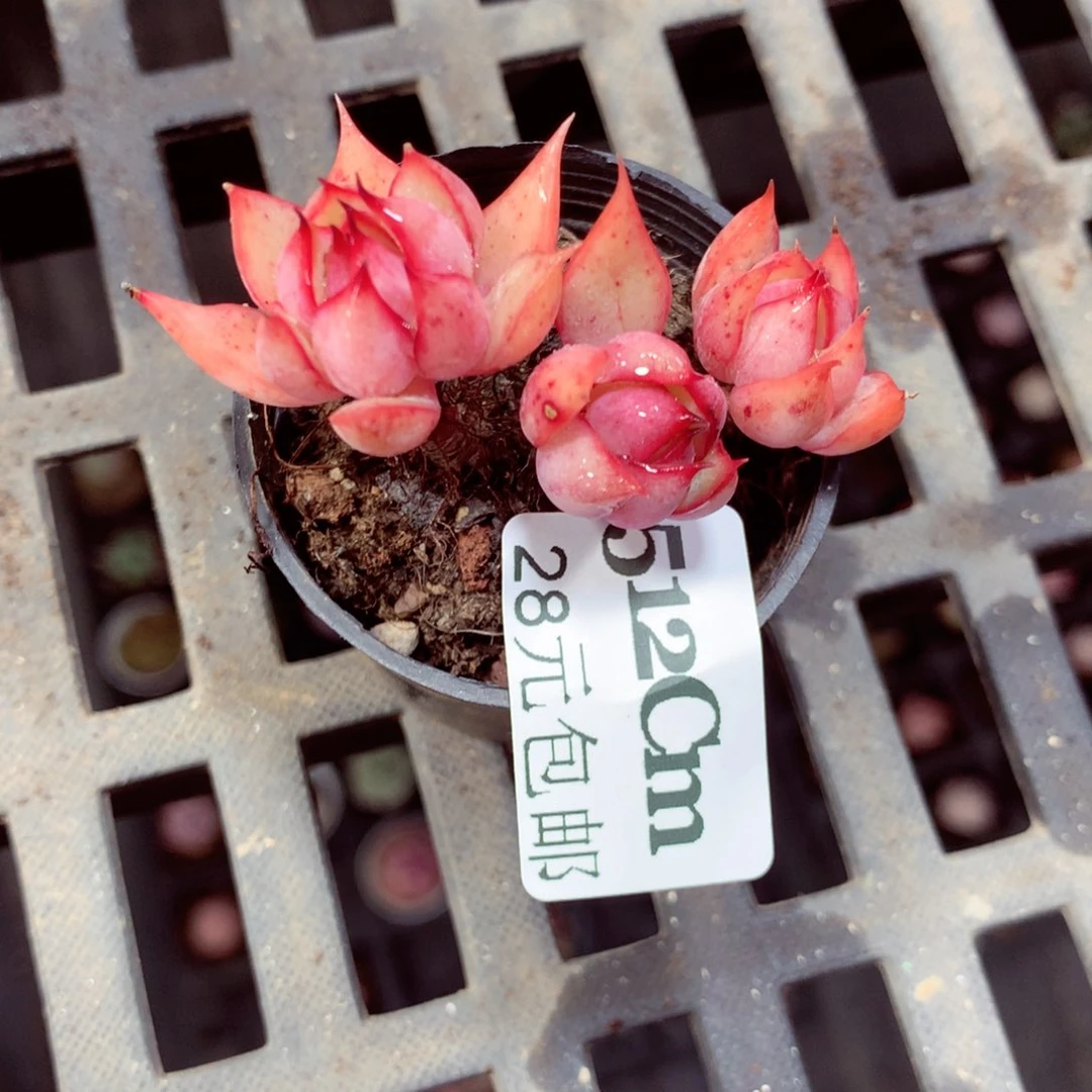 5厘米盆精控多肉512