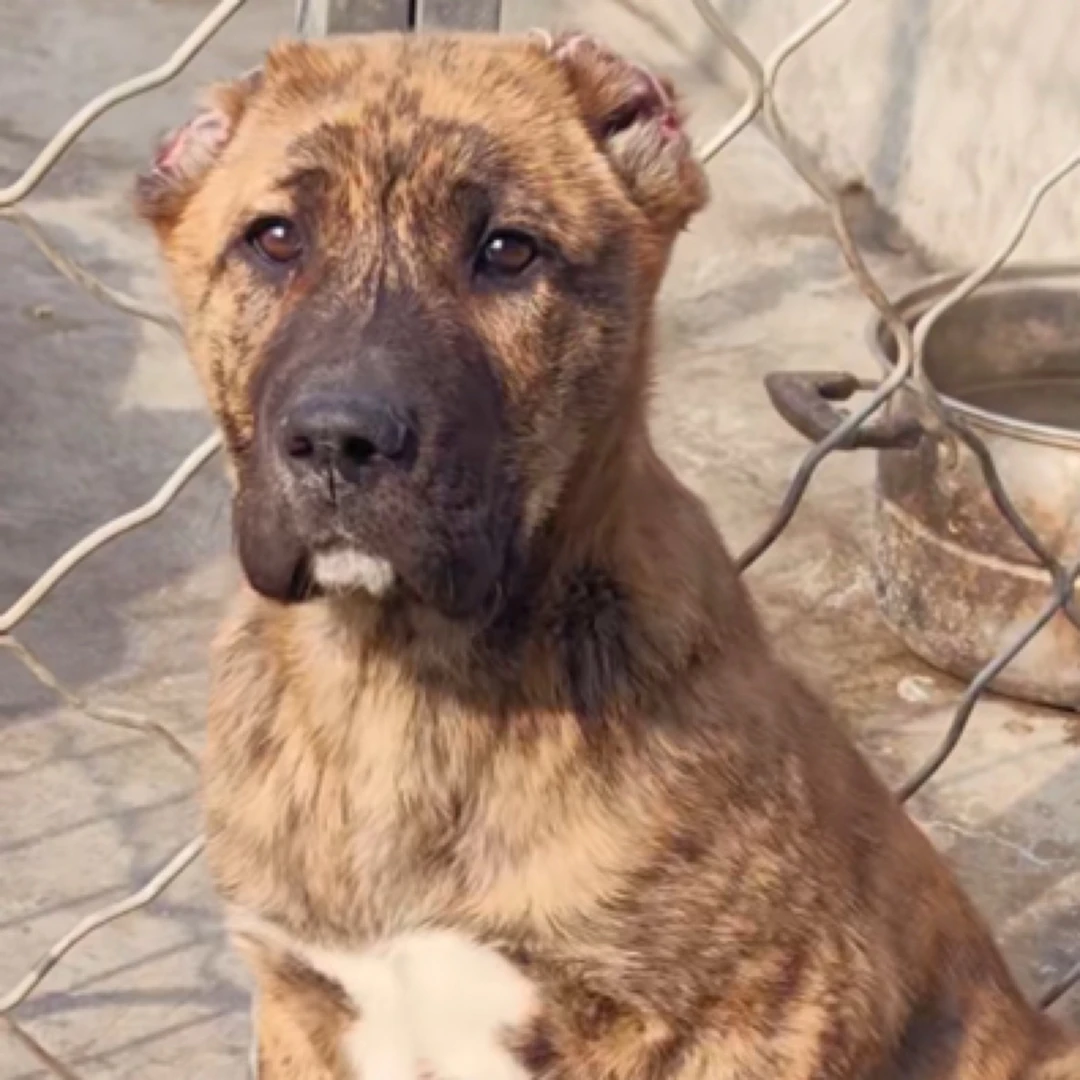 （中亚牧羊犬）中亚狗狗宠物活体通用链接