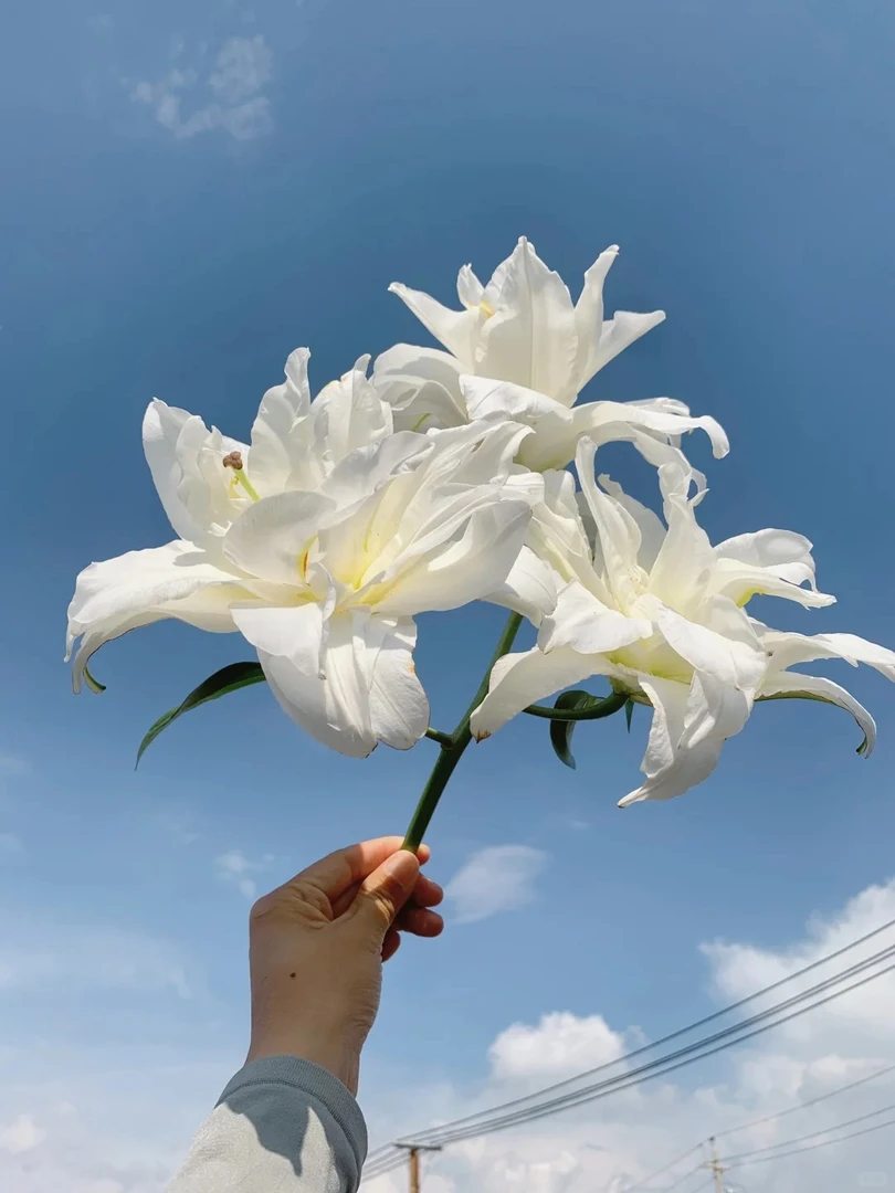 【多头白月光重瓣百合】 5支 鲜花任意两单包邮