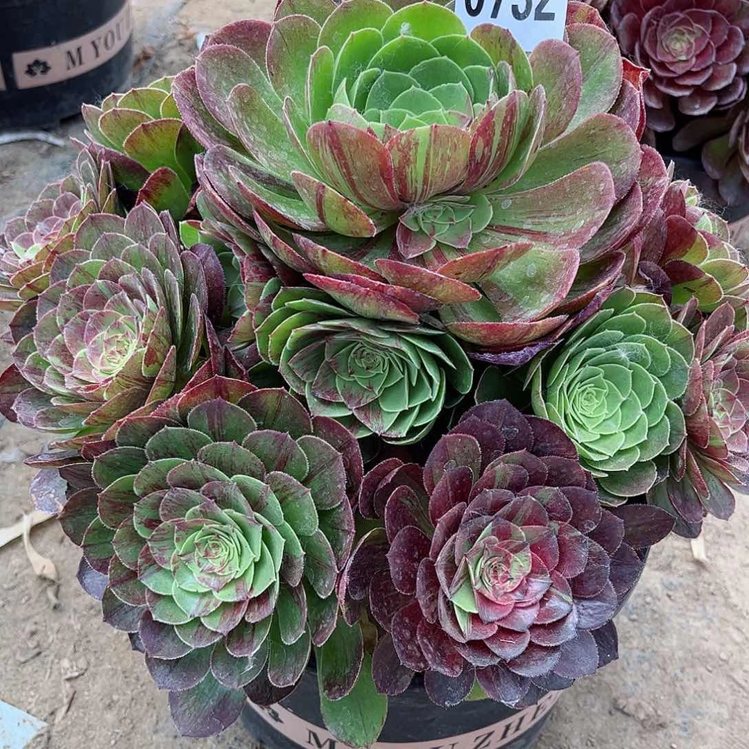多肉植物花月夜732