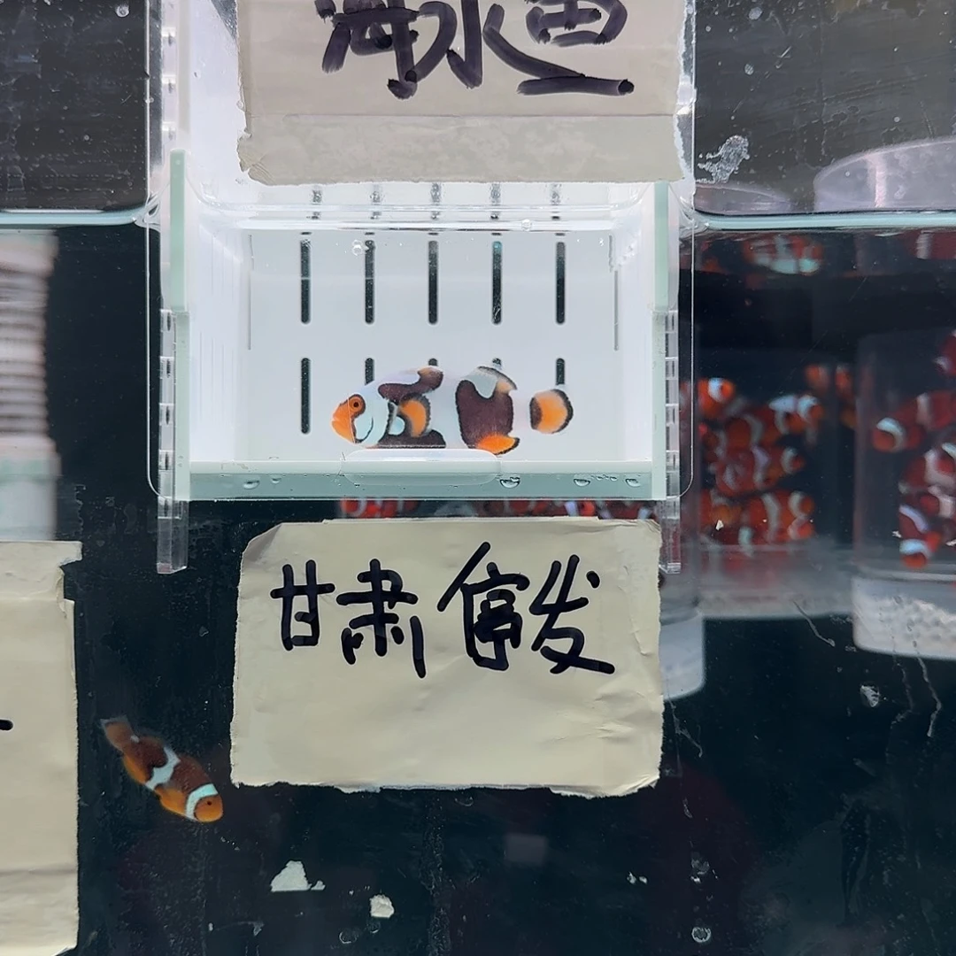 海水鱼5+头盔面罩大黑卡一条