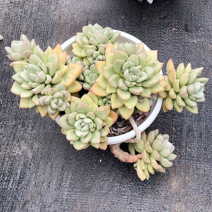 老桩悬崖奶油鳄梨26cm