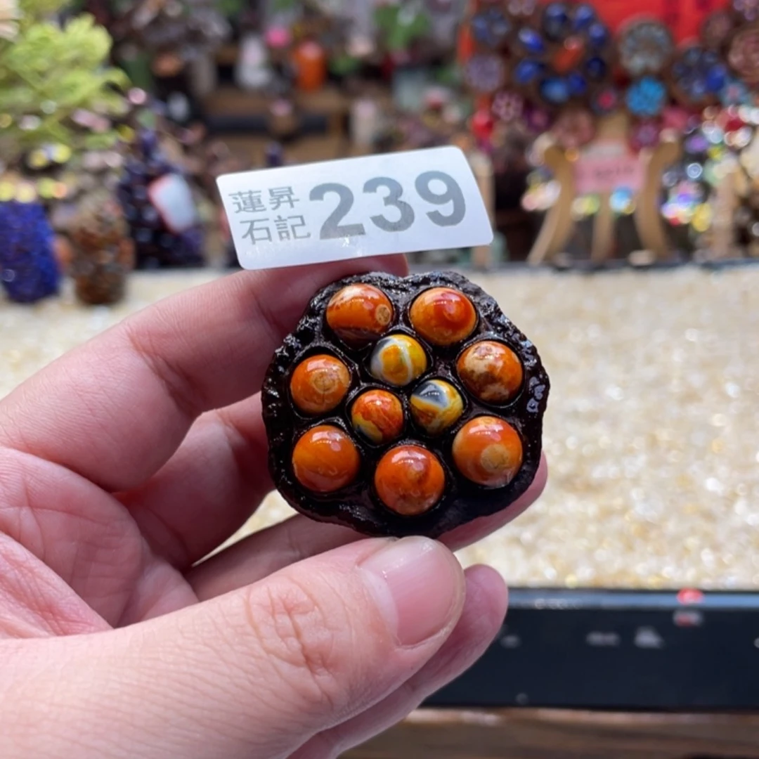 核桃木/黑胡桃（胡桃木）239