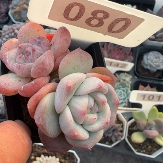 80珍妮多肉植物多
