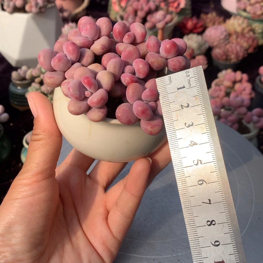 10颗不带盆偏远地区不包邮的带土球3公分