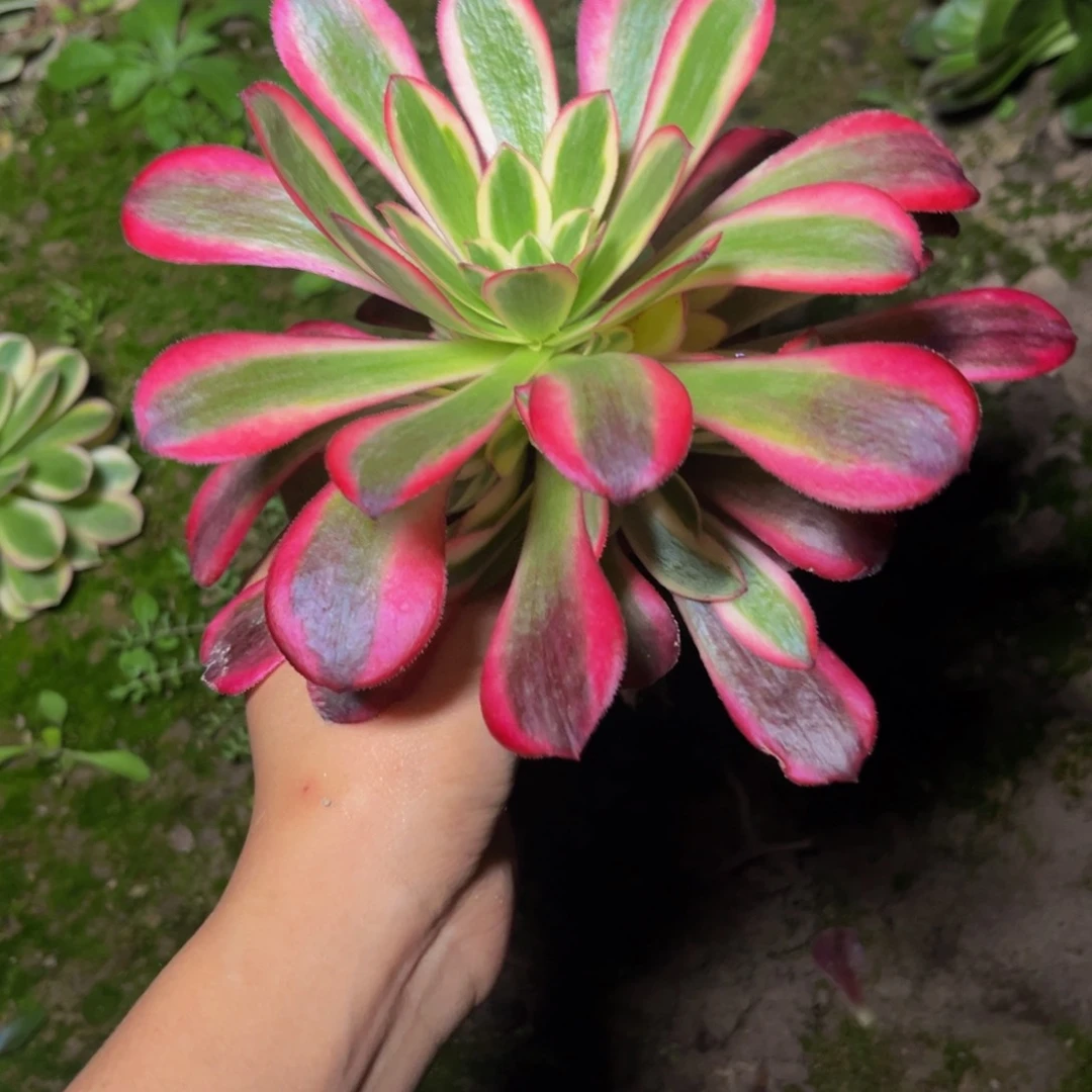 美杜莎多肉植物送的限拍一个