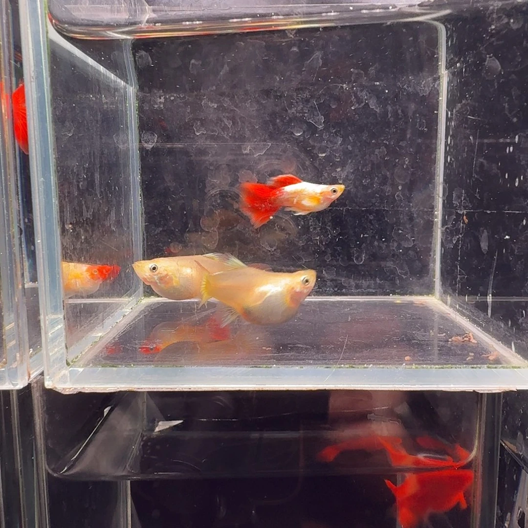 孔雀鱼圣诞2对孔雀鱼