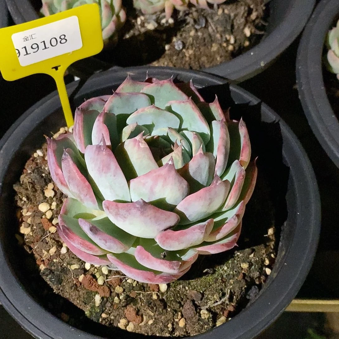 晓*儿福利多多。919108