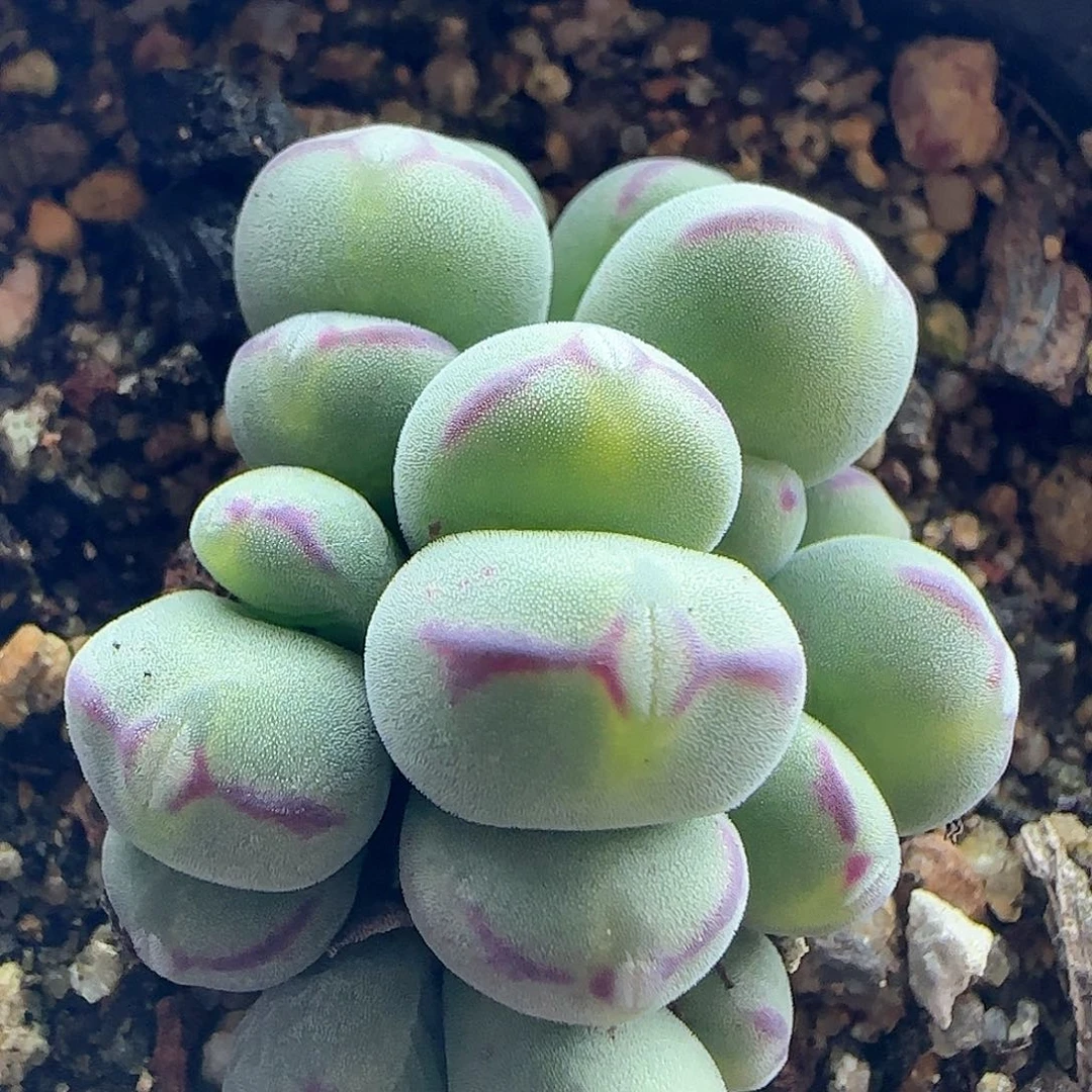 脱土发货哦24090