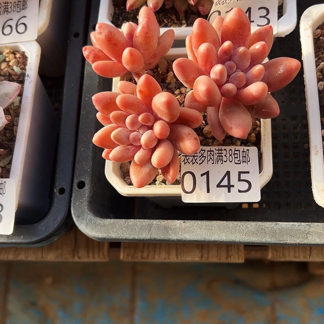 多肉一物一拍植物0145