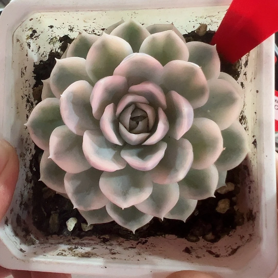 71号雪球锦多肉植物