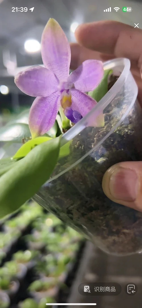 蓝色迷雾 3寸 花剑株 无根  瑕疵 鲜花绿植