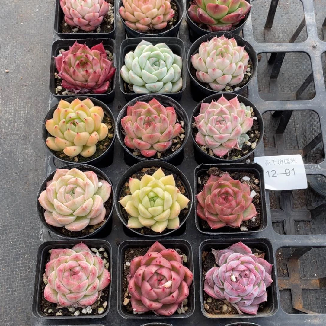 一物一拍18棵12-91