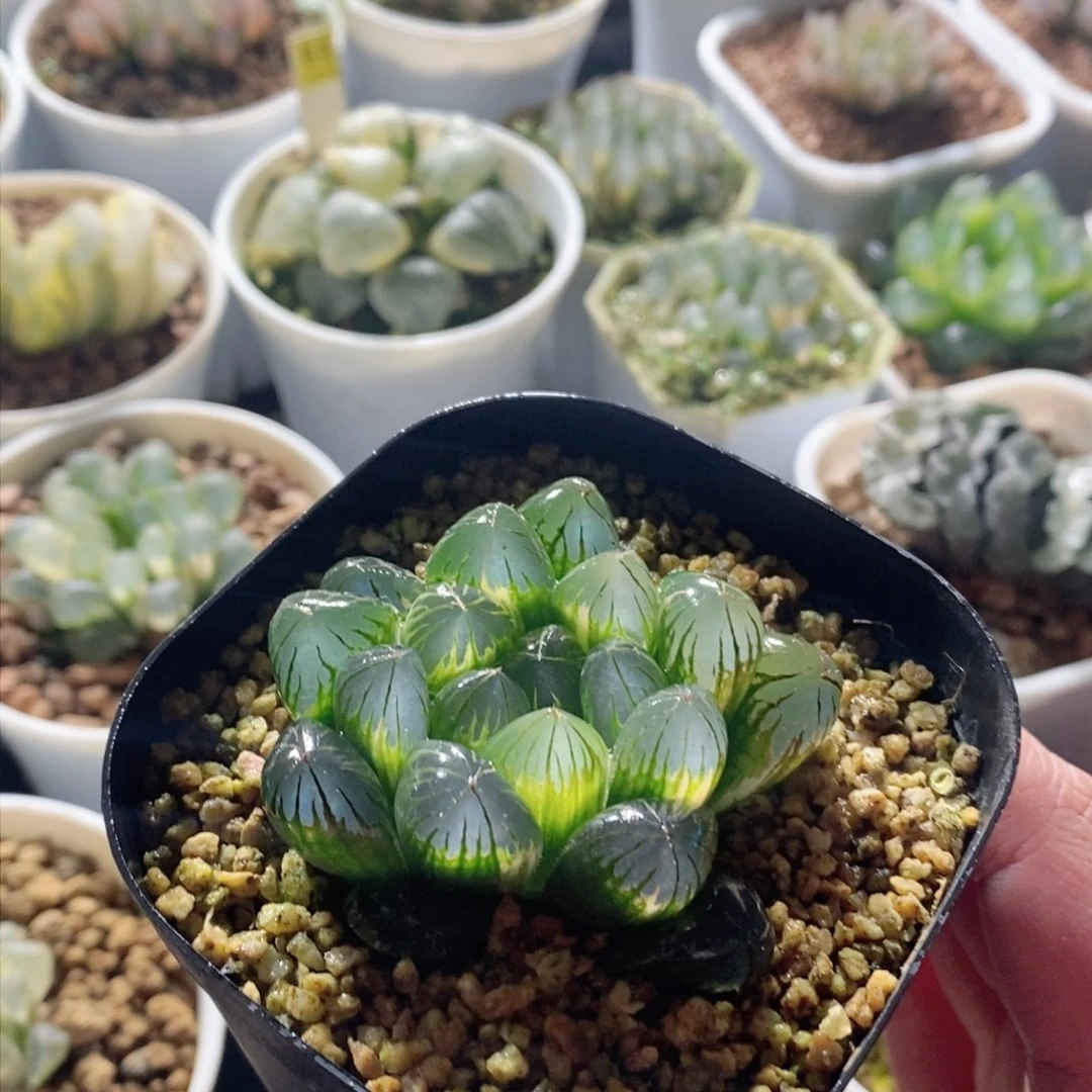 实生玉露锦多肉植物多肉植物