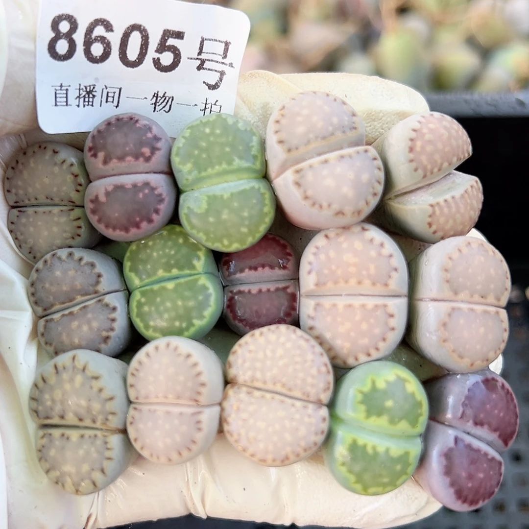 8605四年彩饼干10个1.5-2cm打包出