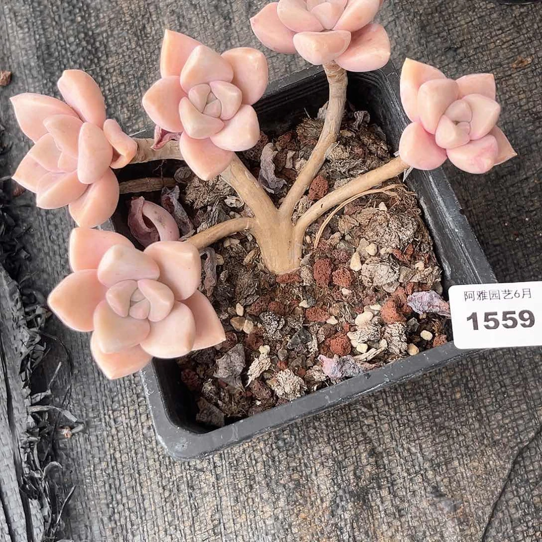阿雅园艺。   1559龙蛋